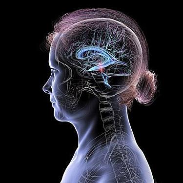 From periods to menopause: How estrogen levels throughout life affect women’s brain health
